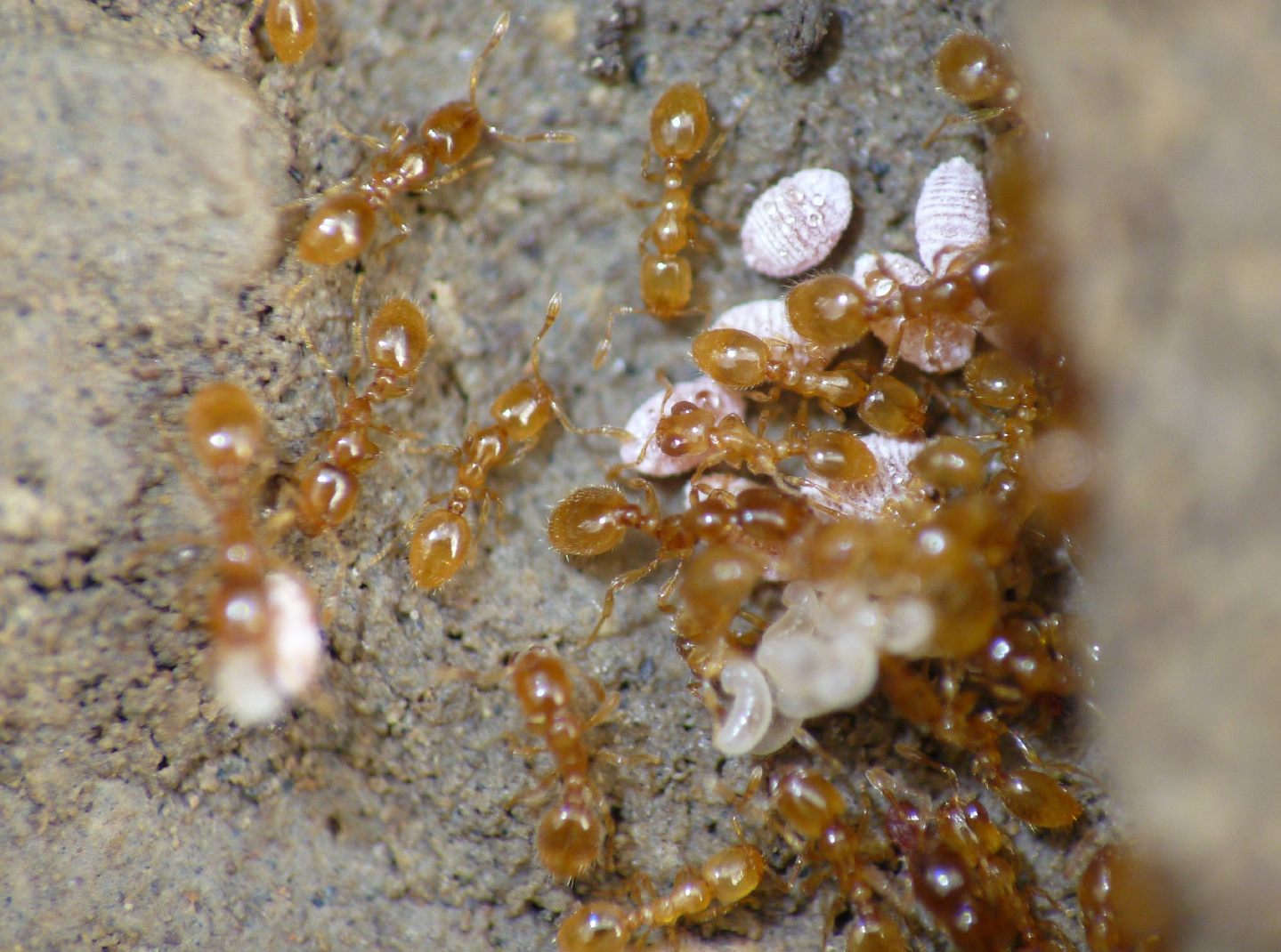 Ospiti delle formiche Solenopsis